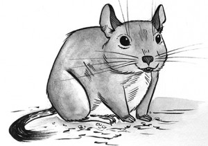 From Bridget's comic "The Degu"
