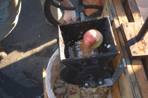 Apples are crushed to smitherenes. 