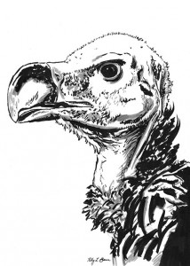 Vulture illustration by Kelly