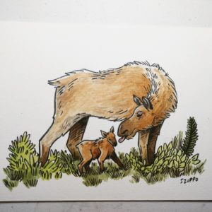 Moose illustration by Stephanie Zuppo