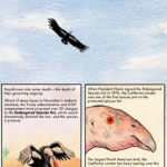 California Condor