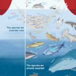 Herring_For_Web
