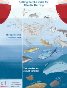 Catching Atlantic Herring by Josh Kramer