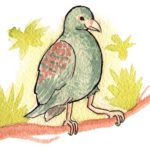 Tooth-Billed Pigeon