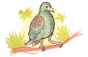 Tooth-Billed Pigeon by Josh Kramer